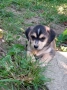 Уникални мини Лабрадорчета, снимка 3
