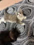 Котенца майка персийка/ангорска , снимка 3