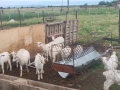 Продавам ярета , снимка 1