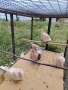 Скумрийки гугутки , снимка 5
