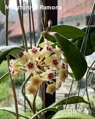  Hoya Хоя Sp.yok don 