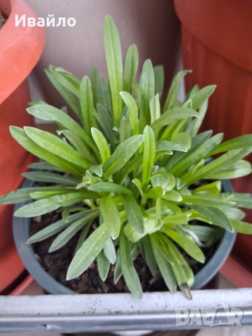 Еделвайс - Leontopodium alpinum, снимка 3 - Разсади - 54092116