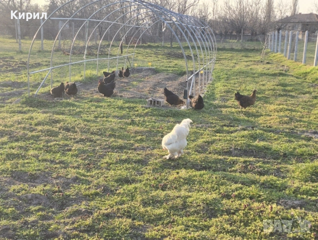 🥚 Домашни яйца от свободно отглеждани кокошки – Пловдив 🐓 , снимка 8 - други­ - 54726146
