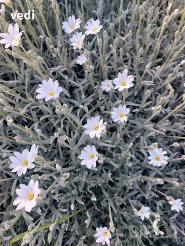 ЯСКОЛКА, ПОЧВОПОКРИВНО ЦВЕТЕ, снимка 2 - Градински цветя и растения - 54333240