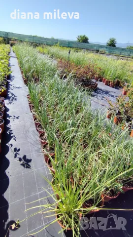 Пампаска трева, Кортадерия, бяла, Cortaderia Sellona, снимка 4 - Градински цветя и растения - 55337080
