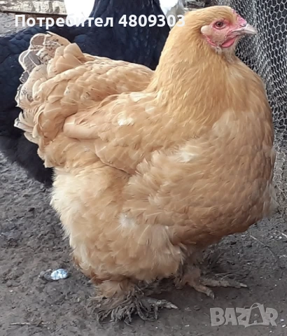 Селски кокошки, снимка 3 - Кокошки и пуйки - 54326302