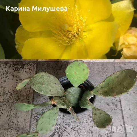 Продавам различни цветя, снимка 8 - Стайни растения - 44843070
