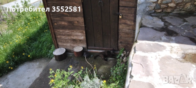 Подарявам малко женско котенце , снимка 2 - Други - 51834481