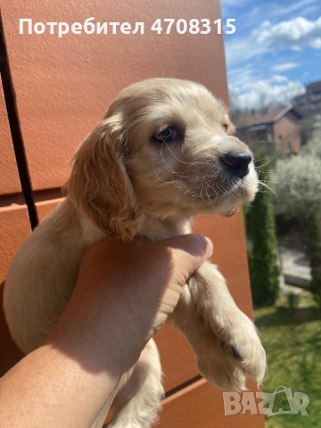 Кокер шпаньол момче карамел ваксина, снимка 4 - Кокер шпаньол - 54134063