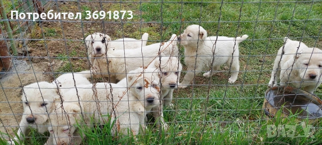 алабайчета чистокръвни, снимка 2 - Алабай - 54087010