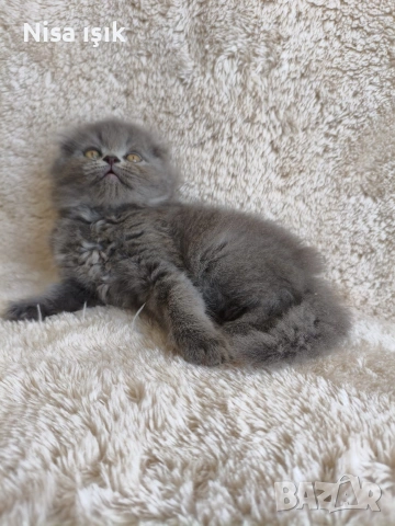 ъук оставям една красавица която е уникална в Хасково