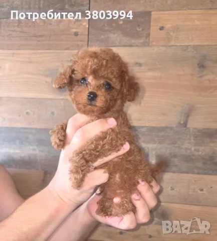 Много дребни червени Той пудели. , снимка 2 - Пудели - 55610329