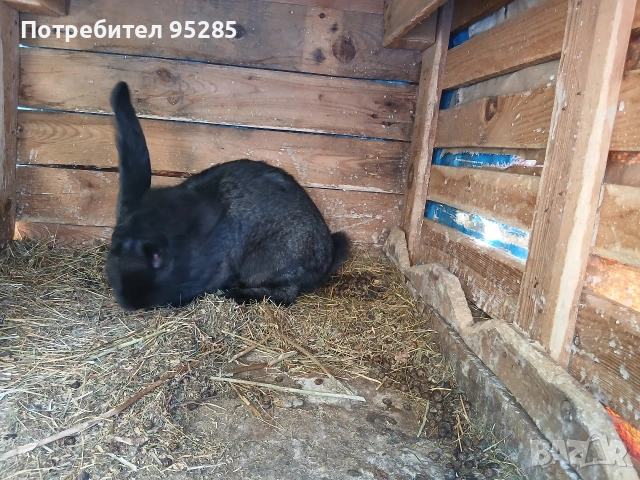 Породисти зайци, снимка 2 - Други - 54572305