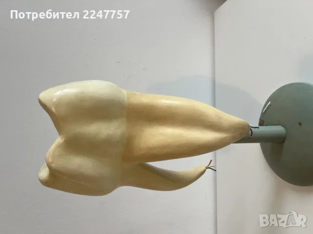 Ретро анатомичен модел на зъб – Deutsches Hygiene-Museum Dresden (Музей Дрезден), снимка 4 - Други стоки за дома - 55393402