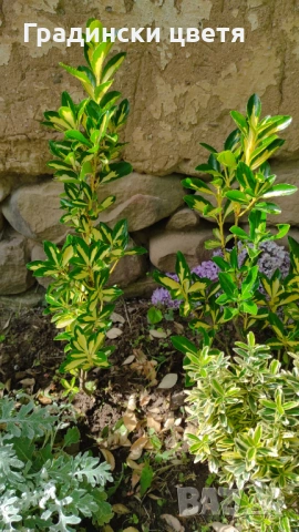 От април Храст Евронимус японика Вариегата /Euonymus japonicа aurea/, снимка 2 - Градински цветя и растения - 38471351