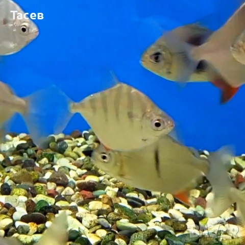 Милеус сетигер 6см