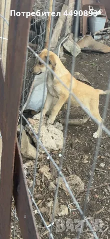 Подарявам кученца 
