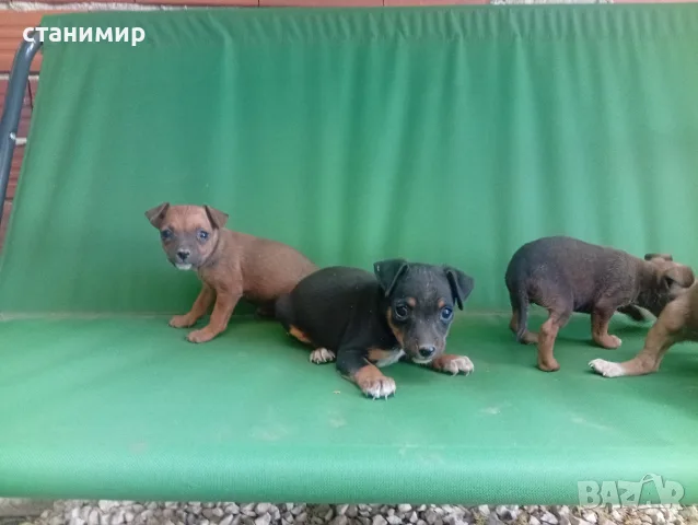 продавам пинчери, снимка 4 - Пинчер - 55621256