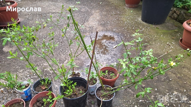 Продавам растение Зимен Жасмин (Jasminum nudiflorum)