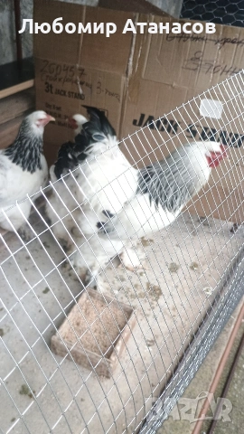 Продавам Колумбийска Брама., снимка 4 - други­ - 54772774