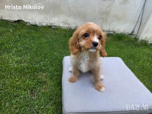 Продавам кавапу , снимка 5 - Други - 55334672