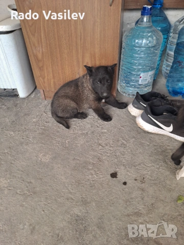 Малиноа си търсят нов дом, снимка 10 - Други животни - 54240140