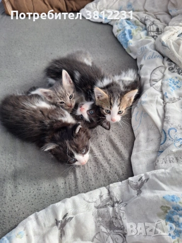 Подарявам котета, снимка 4 - За котки - 54744301