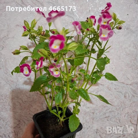 Комплект Цветя Торения, снимка 15 - Градински цветя и растения - 54886857