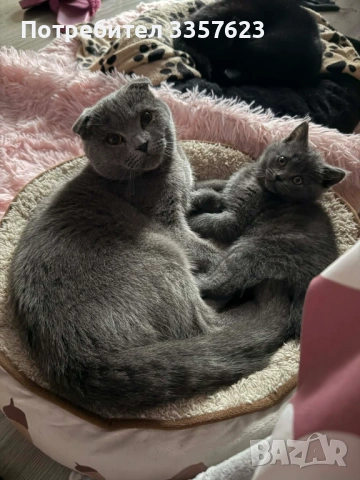 Шотландски клепоух, снимка 2 - Търси партньор - 54608680