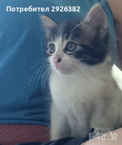 Подарявам коте