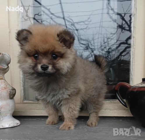 Померан , снимка 2 - Померан - 54160769