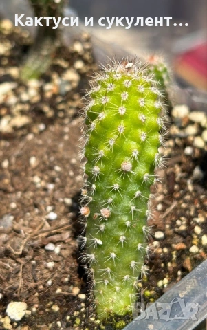 Кактус Chamaecereus Hybrid оранжев , снимка 6 - Градински цветя и растения - 54807490