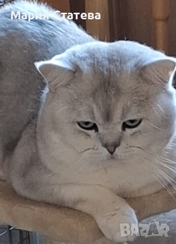 Британска късокосместа , снимка 6 - Британска късокосместа - 54084870