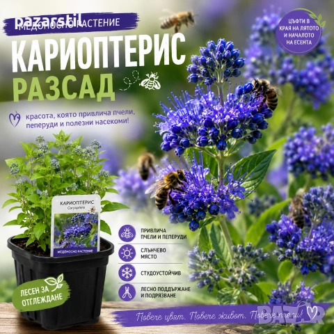 Медоносен Кариоптерис - разсад