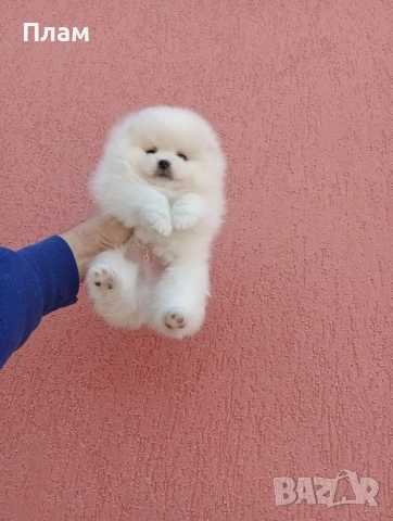 Мъжки и женски Померани.Реални снимки !, снимка 5 - Померан - 54105762