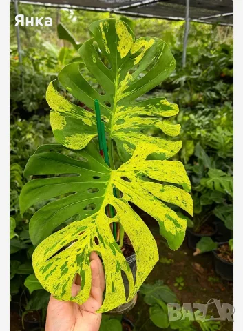 Monstera Bulbasaur Variegata, снимка 3 - Стайни растения - 55322883