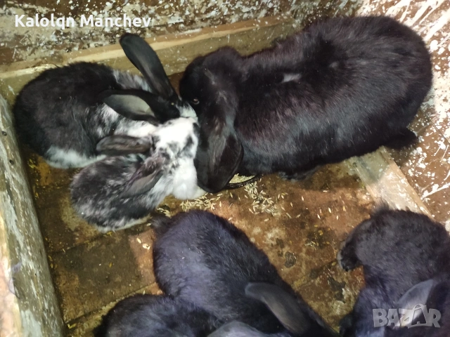 зайци на 5.6месеца мъжки и женски цена от 25 до 30 💶, снимка 11 - Други животни - 53956435