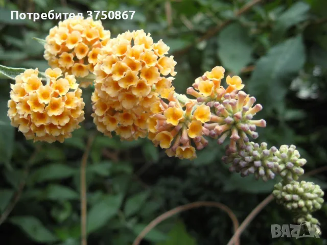🌼🌿🌼 Будлея 'Sungold' 🧡🌿🧡 Buddleja × weyeriana 'Sungold'
