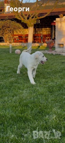 Алабай (Средноазиатска овчарка), снимка 3 - Алабай - 54258626