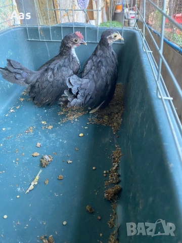 Чифт джинки, снимка 3 - Кокошки и пуйки - 54315056