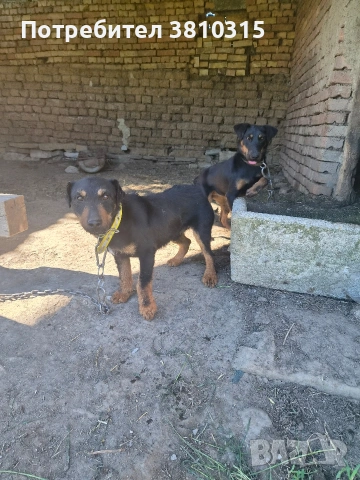 продавам ягдтериери, снимка 7 - Ягдтериер - 54717240