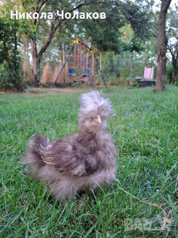 Американски копринки яйца , снимка 11 - Кокошки и пуйки - 54215690