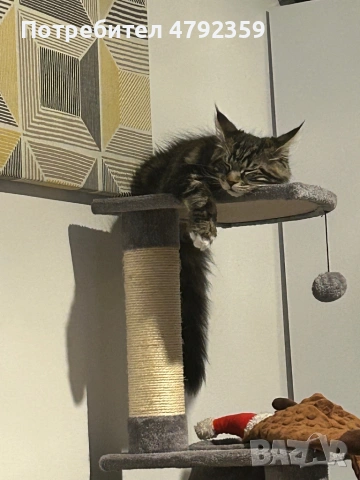 Мейн куун котета, снимка 5 - Мейн кун - 54150439