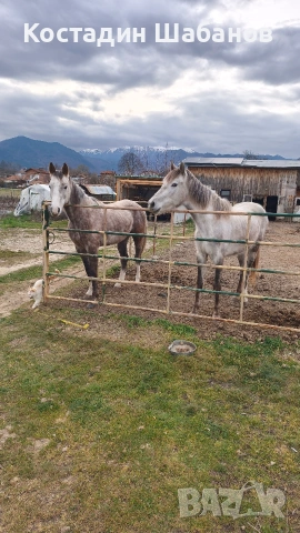 Продавам два прекрасни коня