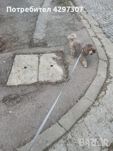 Разходки на кучета в София, снимка 10 - За кучета - 53950180