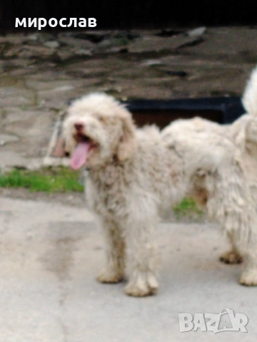 Логото обучено за трюфели, снимка 5 - Други - 54040265