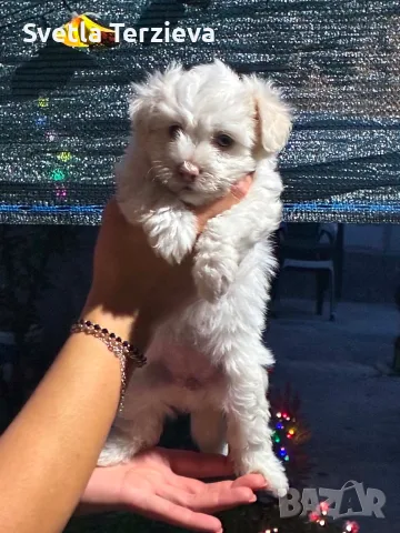 Болонки! 2 момичета и 1 момченце, снимка 4 - Болонка - 55304194