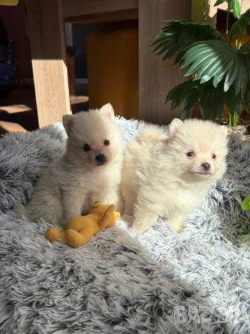 Померан , снимка 2 - Померан - 54325404