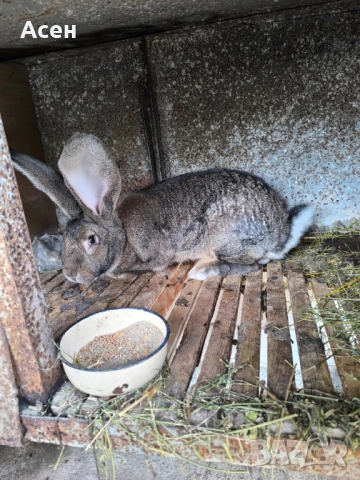 Белгийски великани , снимка 5 - Други - 54203581