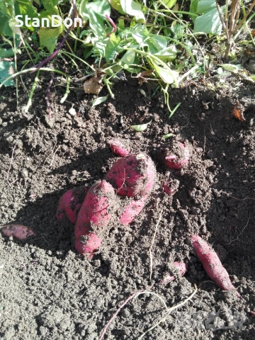 Сладки картофи - БАТАТИ , снимка 4 - Разсади - 54025693